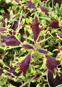 Coleus (Solenostemon) 'Ruby Jewels'